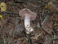 Cortinarius alboviolaceus image