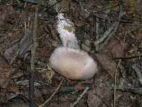 Cortinarius alboviolaceus image