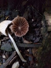 Coprinellus disseminatus image