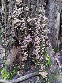 Coprinellus disseminatus image