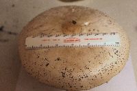 Chlorophyllum molybdites image