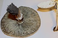 Chlorophyllum molybdites image