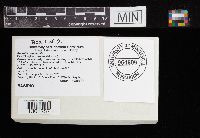 Amanita populiphila image