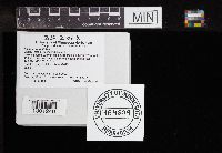 Amanita populiphila image