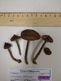 Entoloma vernum image