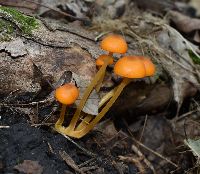 Mycena leaiana image