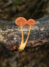 Mycena leaiana image