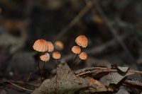Marasmius siccus image