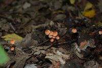 Marasmius siccus image