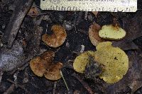 Boletinellus merulioides image