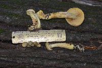 Gymnopilus luteus image