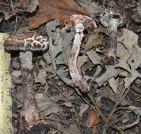 Strobilomyces strobilaceus image