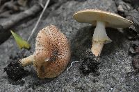 Echinoderma asperum image