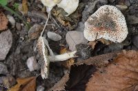 Echinoderma asperum image
