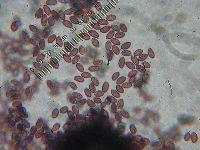 Stropharia melanosperma image