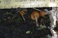 Galerina marginata image