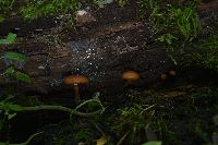 Galerina marginata image