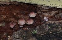 Mycena haematopus image