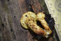 Pholiota multifolia image
