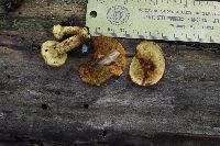 Pholiota multifolia image