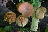 Rhodotus palmatus image