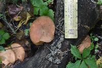 Rhodotus palmatus image