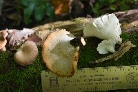 Picipes badius image