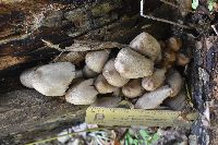 Coprinopsis atramentaria image