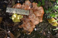 Laetiporus sulphureus image