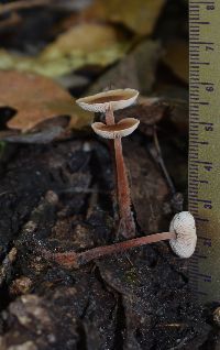 Gymnopus spongiosus image