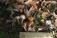 Armillaria mellea image