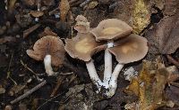Homophron spadiceum image
