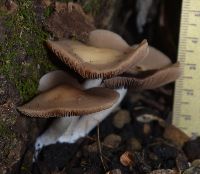 Homophron spadiceum image