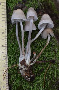 Mycena inclinata image
