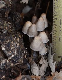 Mycena inclinata image