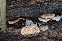 Lentinellus ursinus image