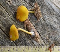 Pluteus admirabilis image