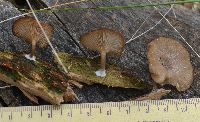 Arrhenia epichysium image