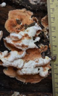 thumbnail image of current specimen