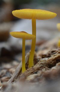 Pluteus admirabilis image