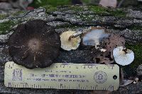 Polyporus brumalis image
