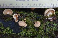 Panellus stipticus image