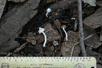 Inocybe geophylla image