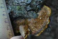 Phellinus gilvus image
