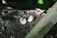 Trichaptum biforme image