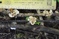 Crepidotus vulgaris image
