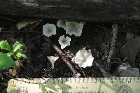 Cotylidia diaphana image