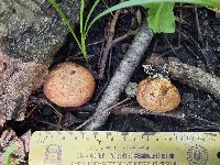 Scleroderma citrinum image