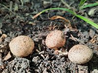 Scleroderma areolatum image