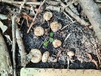 Scleroderma areolatum image